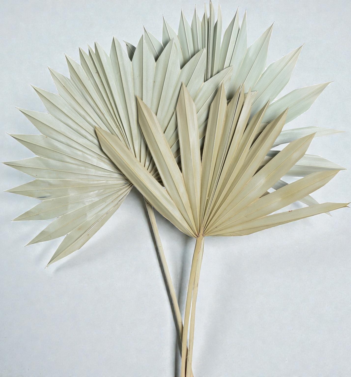 palm sun spear large natural gdf41373 1429x1536 (1)