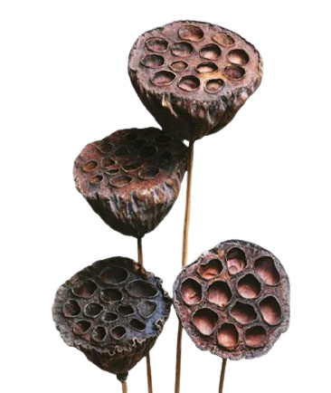 dried removebg preview