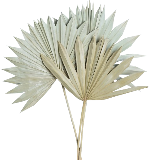 palm leaves removebg preview