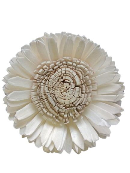 sola removebg preview